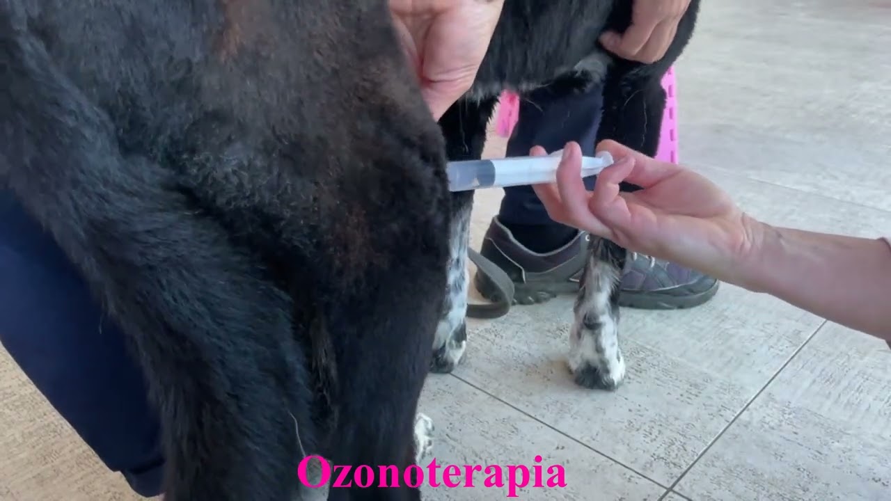 Riabilitazione in cane operato al crociato - Fisioterapia Veterinaria Pisa®