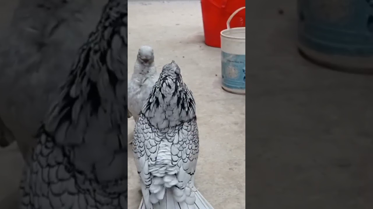 modern oriental frill bloundinatte #pets #pigeonlover #pigeons #bangladesh