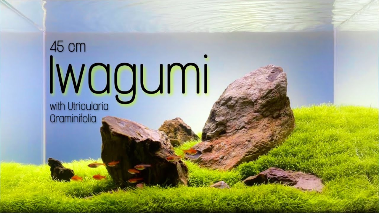 45-P Iwagumi style Aquascape with Utricularia Graminifolia - CINEMATIC VIDEO