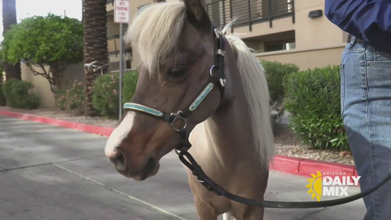 Miniature horse show this week at WestWorld