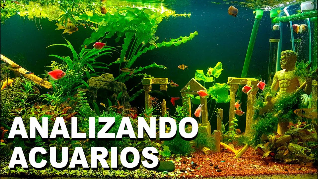 🕵️ Acuarios de Suscriptores Nº15 | +100 Litros | Axolotes, Peces amazónicos, Malas decisiones.