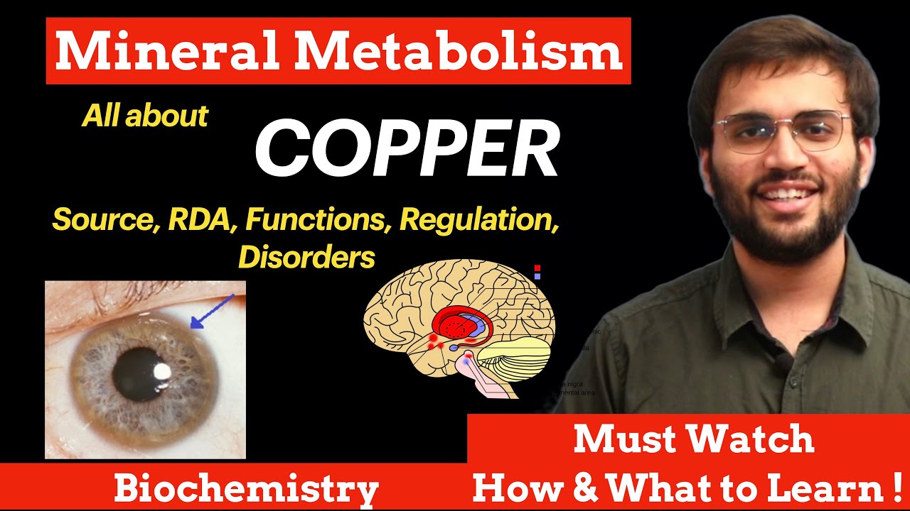 Copper - Mineral Metabolism Biochemistry | Sources, Functions, Deficiency | Minerals