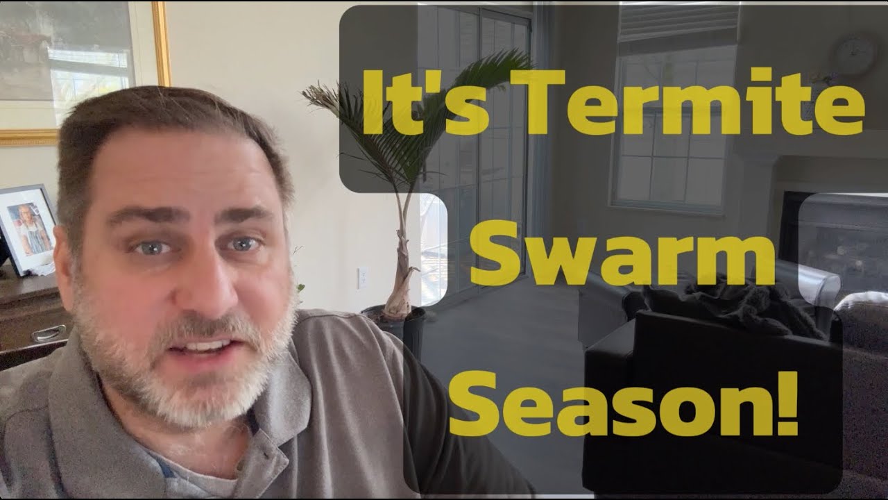 It's Termite SWARM Season!