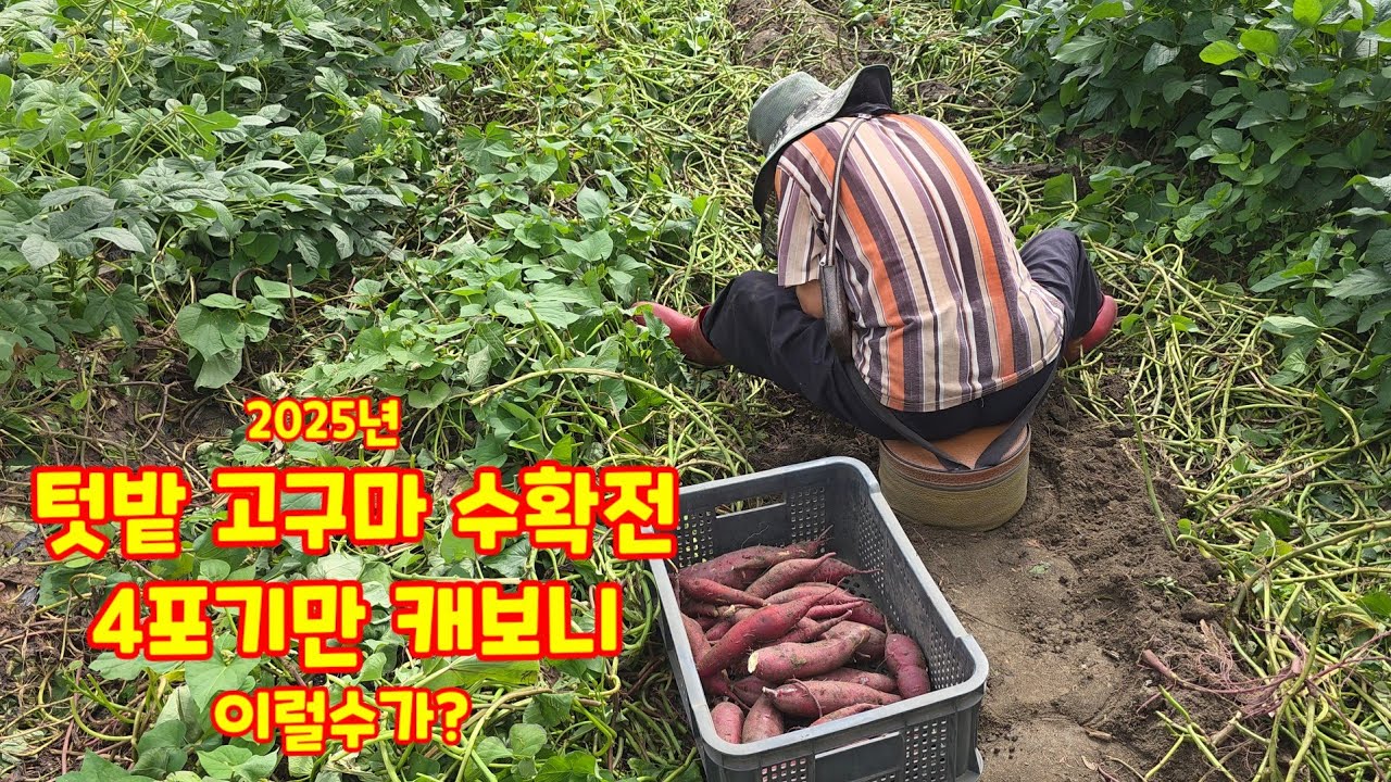 2025년 텃밭 고구마 수확전 4포기만 캐보니 이럴수가? 🍠 고구마캐기. 고구마수확. 텃밭농사 자연팜앤쿡