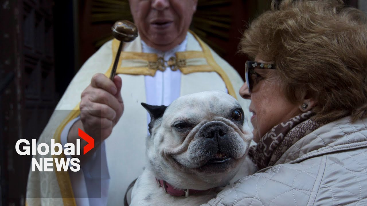Dogs, cats get divine blessing at church on Saint Anthony's Day in Spain