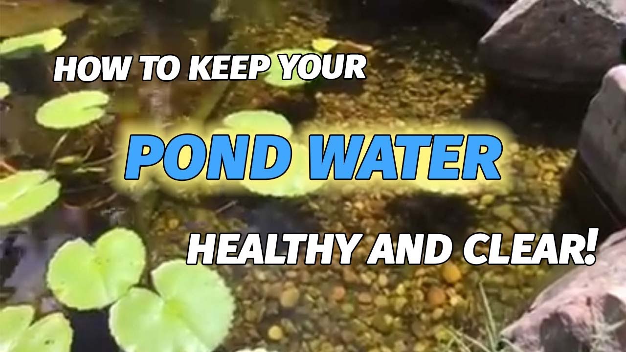 How to keep your back yard garden pond clean