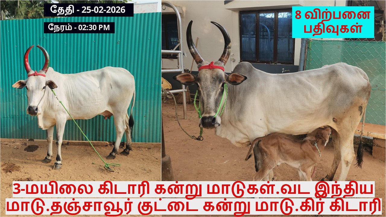 3-மயிலை கிடாரி கன்று மாடுகள்.வட இந்திய மாடு.தஞ்சாவூர் குட்டை கன்று மாடு.கிர் கிடாரி