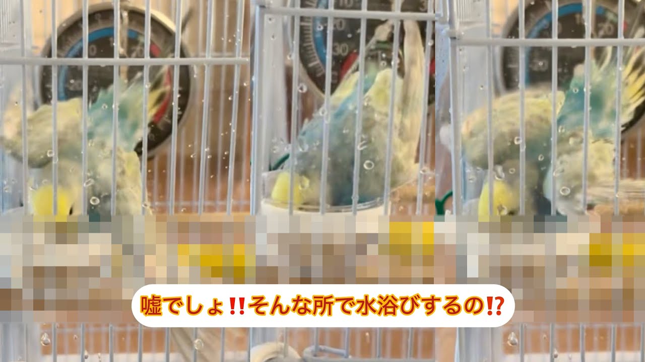 嘘でしょ‼️そんな所で水浴び🫨