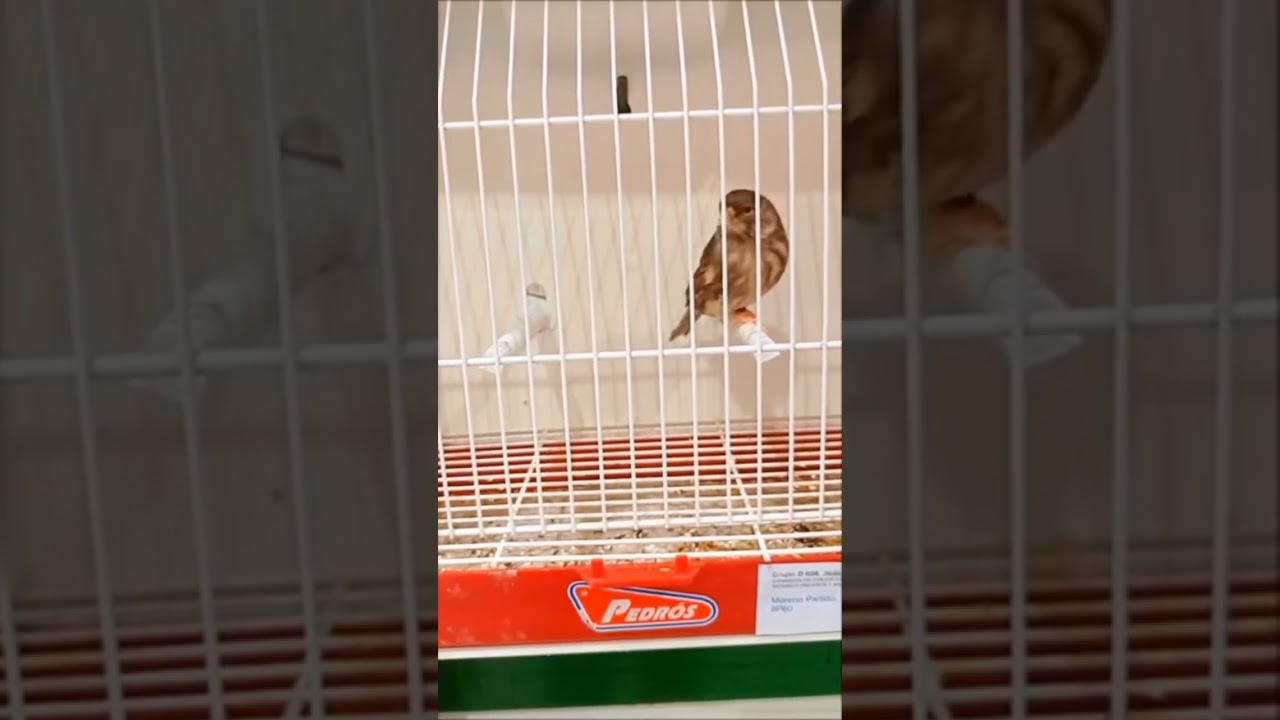 Concurso de canaricultura