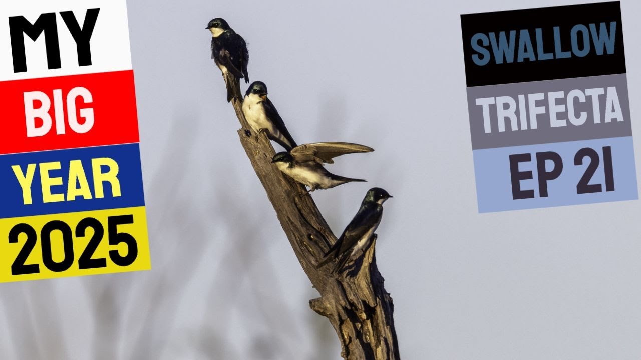 The Swallows Have Returned - My Big Year Ep 21