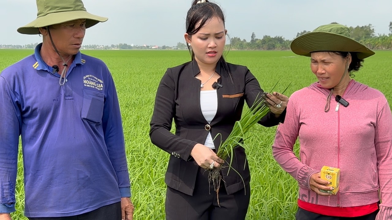 50 Công Lúa Nếp Sau Kết Quả Khảo Nghiệm Hữu Cơ 2 Năm