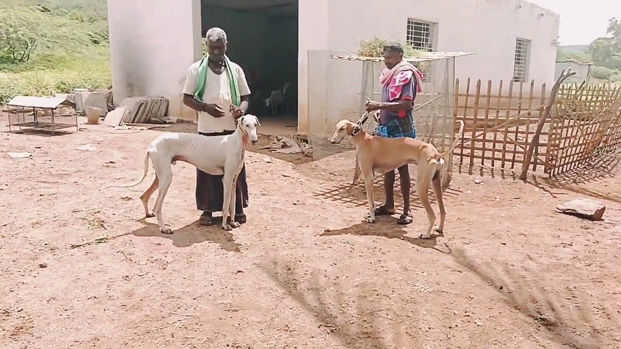 Bhairav and jockey Indian Mudhol Hound available for matting,,7338089135