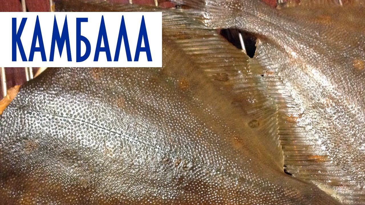 Копчение рыбы в домашних условиях. Камбала