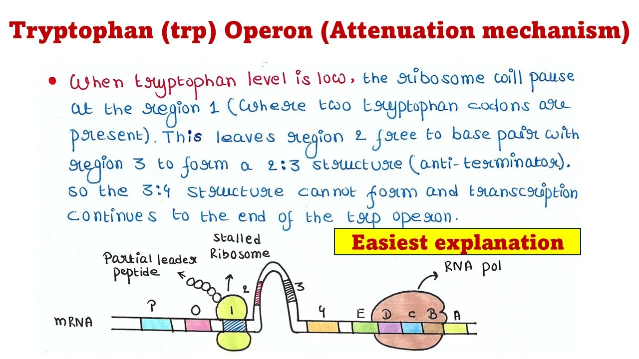 Trp Operon | Attenuation mechanism