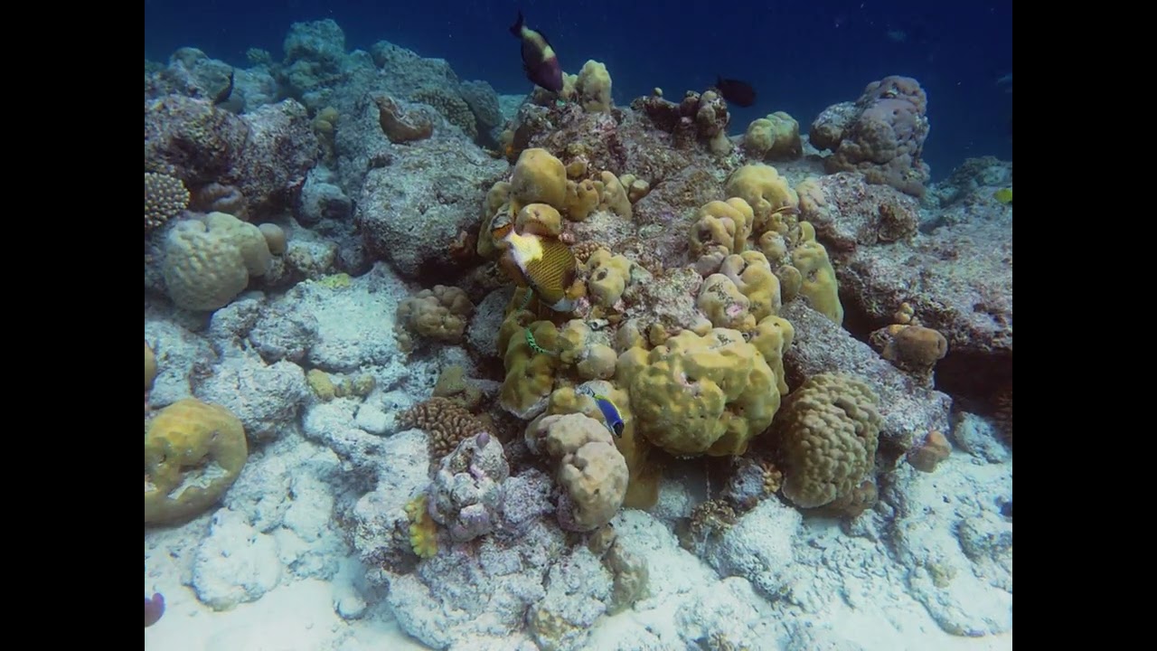 Snorkeling in the Maldives -  Feridhoo