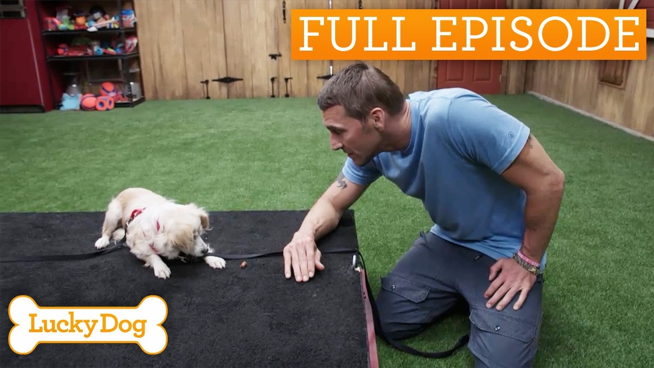 Abandoned Dog Finds New Purpose | Lucky Dog Double Episode