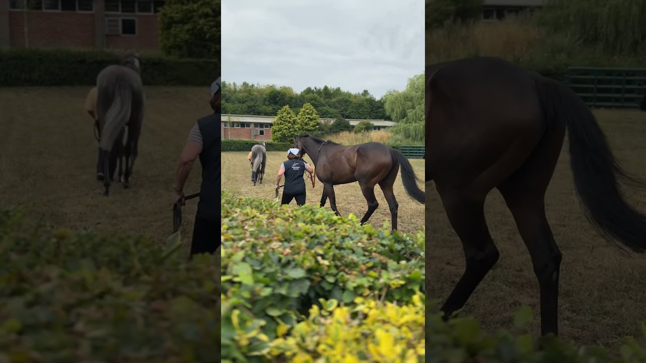 Old Gold Racing's horses parading at Charlie Hills stable! #horses #horse #horseracing