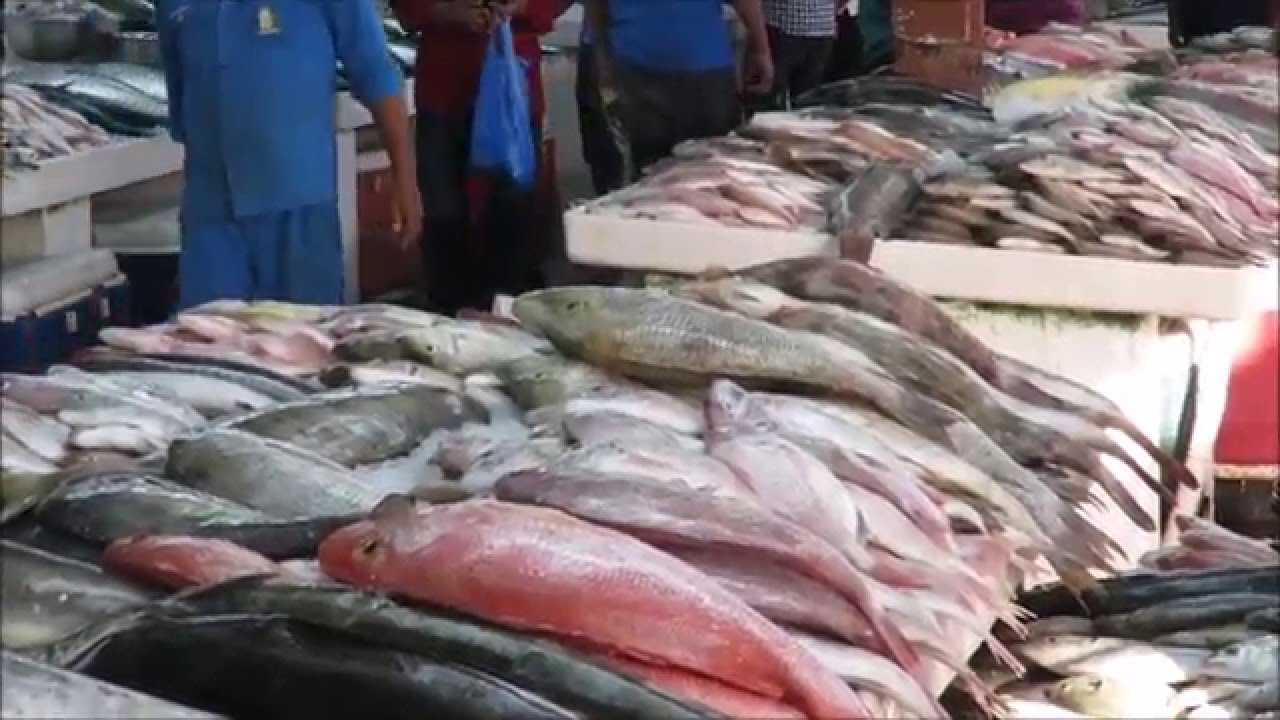Walk through sharjah fish market , UAE