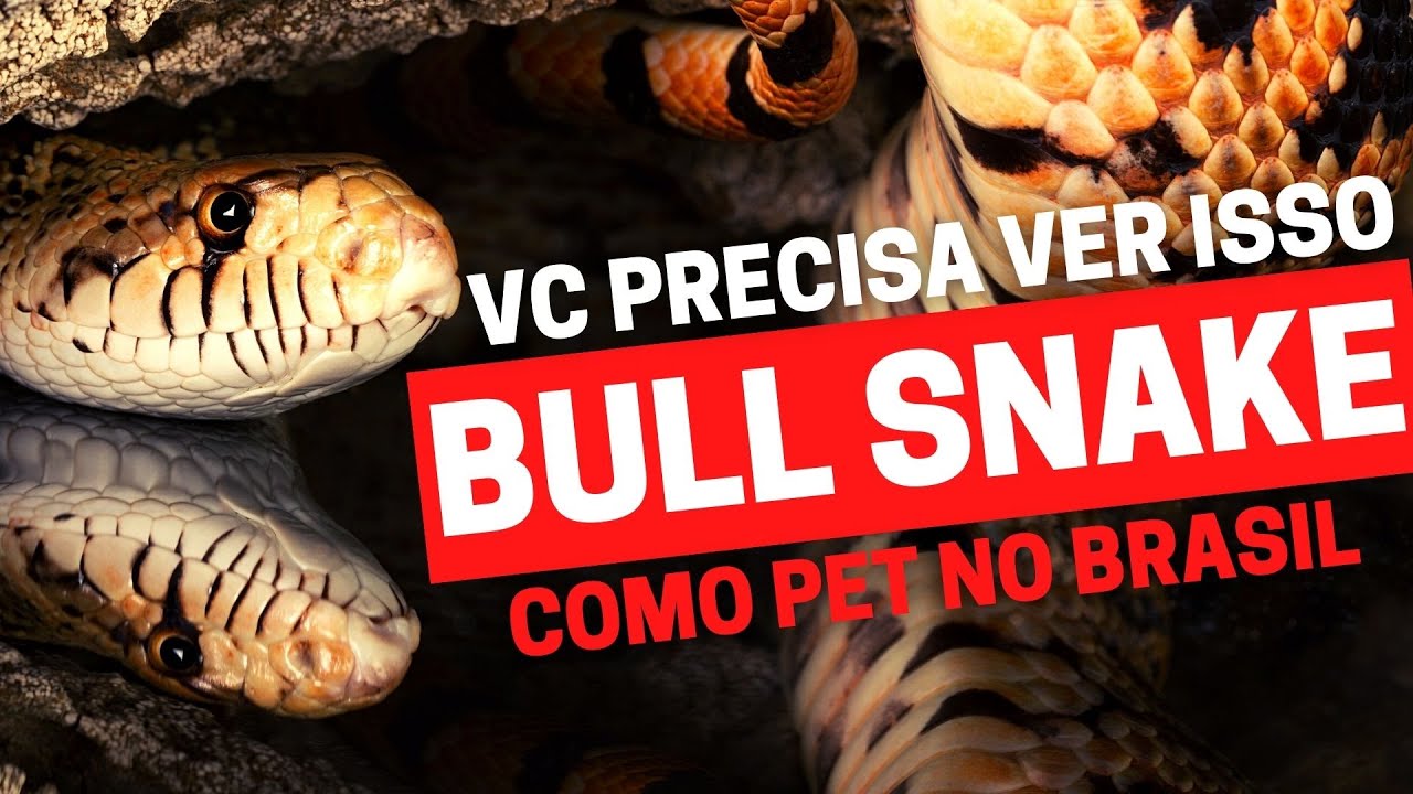 Como é ter uma cobra Bull Snake como PET #snake #snakes #exoticpets