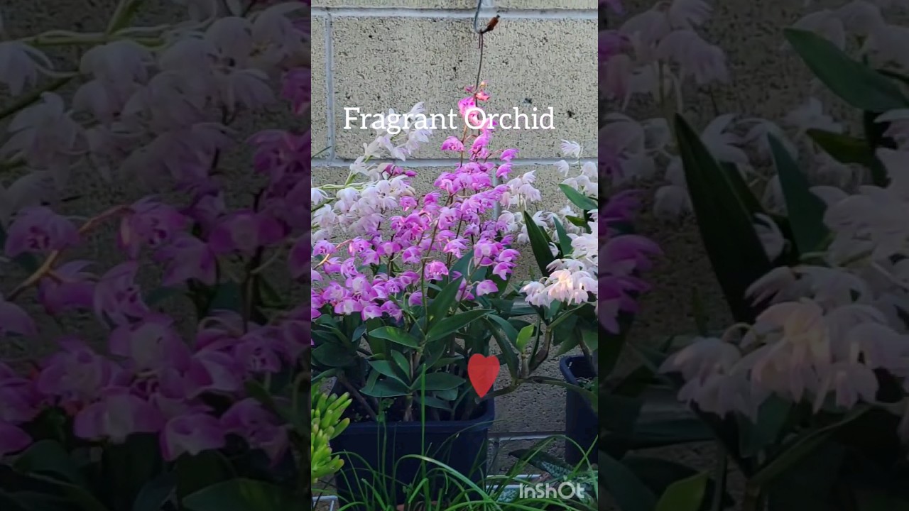 Fragrant Orchid #dendrobium #orchids #orchidslover #fragrances