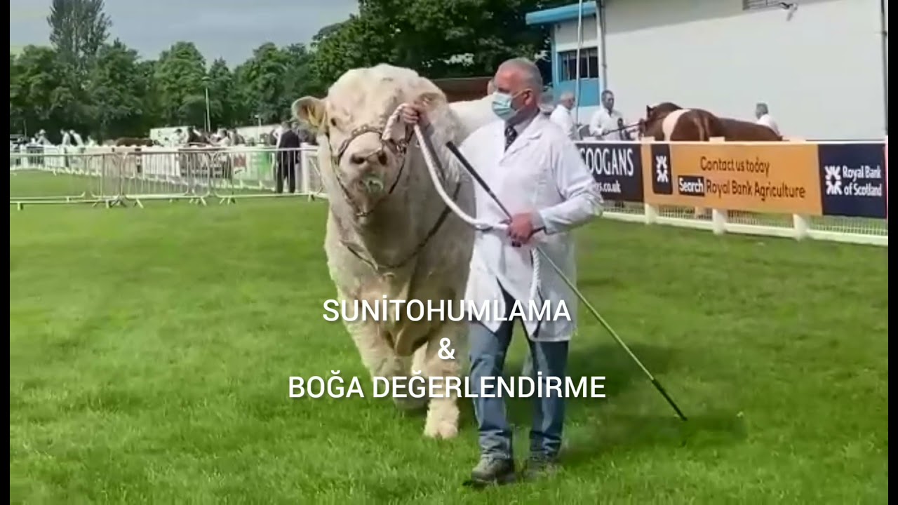 CHAROLAISE BULL                                  ŞAROLE BOĞA