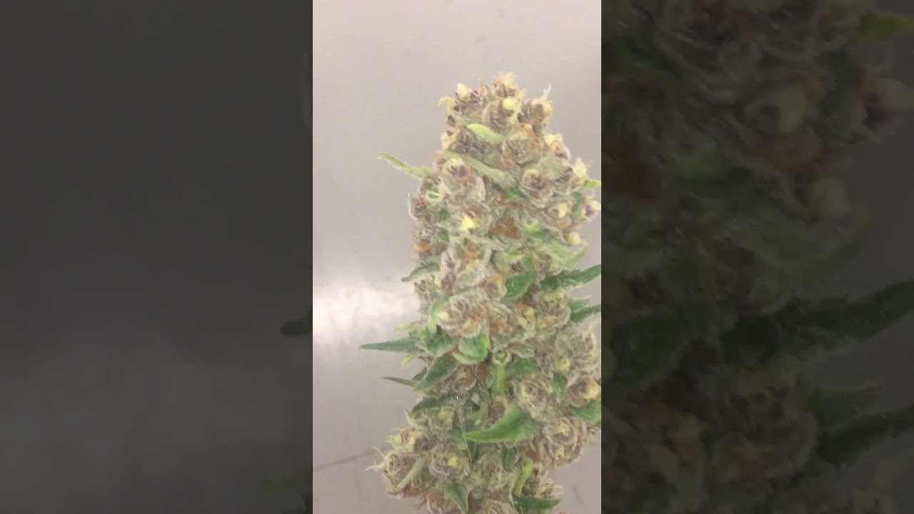 Ting Video