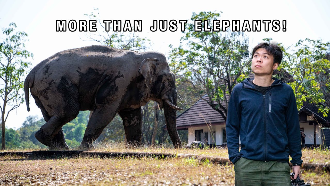 WILDLIFE PHOTOGRAPHY in Thailand  |  KHAO YAI NATIONAL PARK
