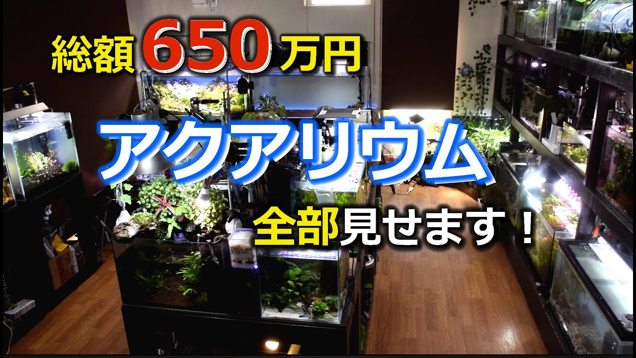 【アクアリウム】これだけそろえるのに650万円！全部見せます！【水槽紹介】