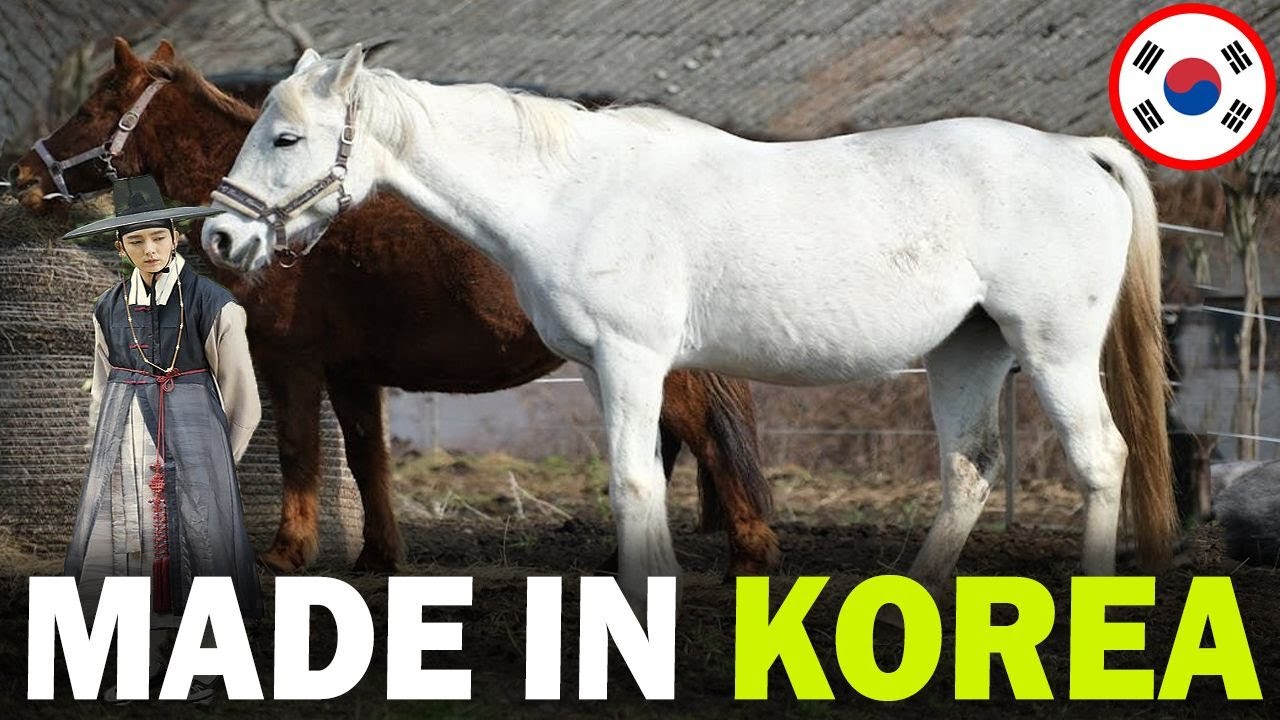 6 RARE Korean Origin Horse Breeds You Don&rsquo;t Know About!!