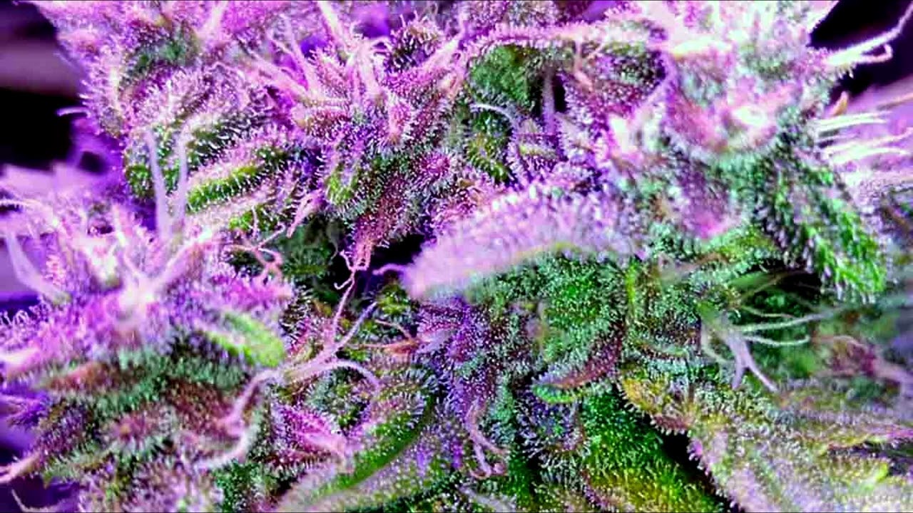 Medical Cannabis Minute: A Balanced Strain