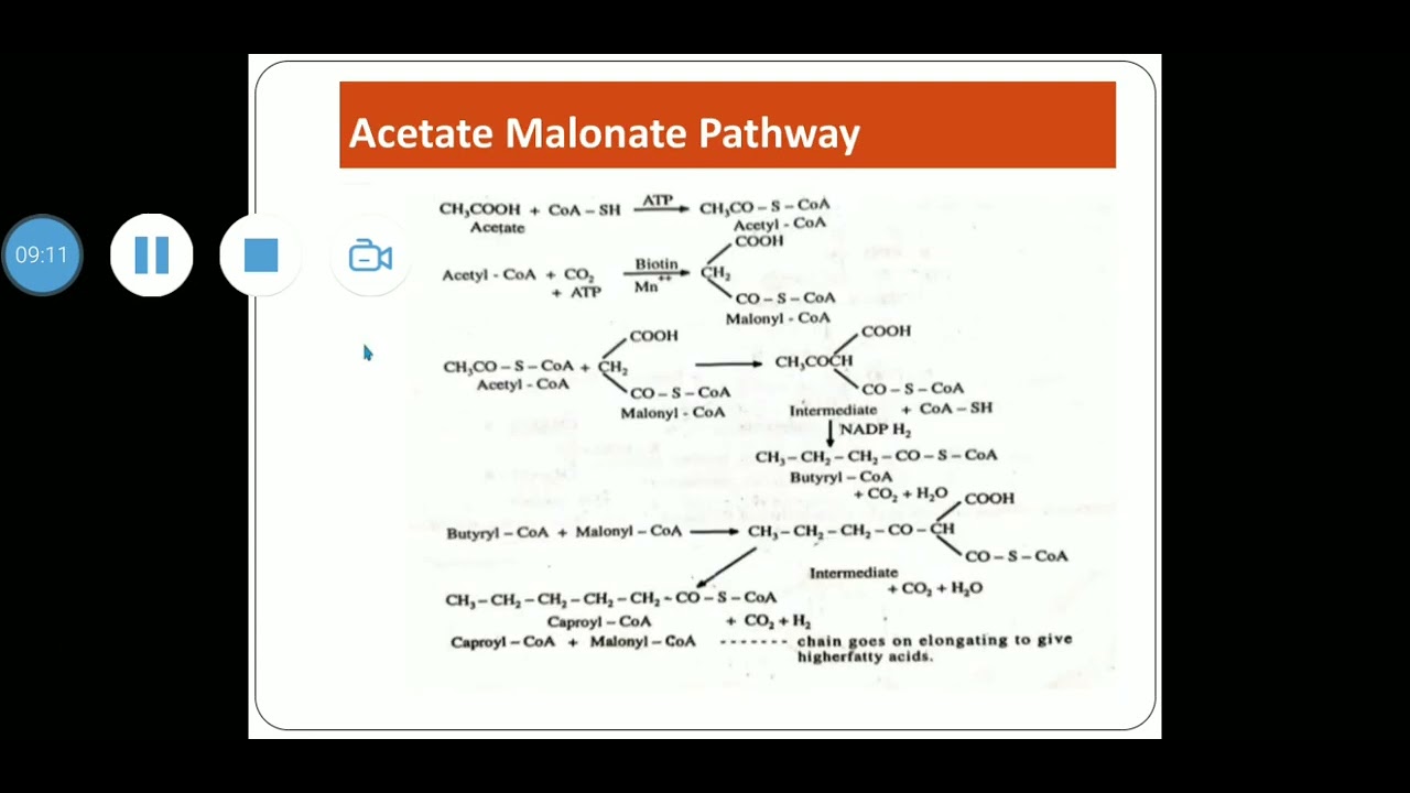 Acetate Malonate pathway