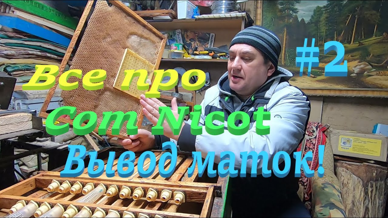 ✅ Выводим Сотом Nikot ПЧЕЛИНЫХ МАТОК просто и доступно! #ПЧЕЛОВОДСТВО2 начинающим с нуля!