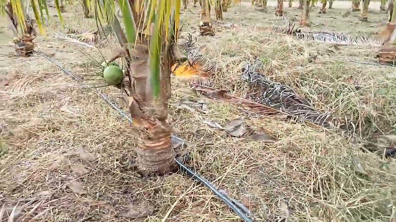 Nguyễn ấm vlog bán đất nền tặn rãi dua 5.5 sào gái 500r cc LH 0393270104