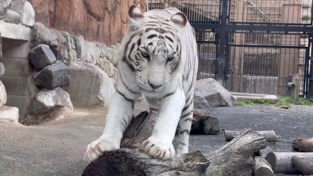 カーラの爪研ぎ🐯ホワイトタイガー　6月2日 東武動物公園