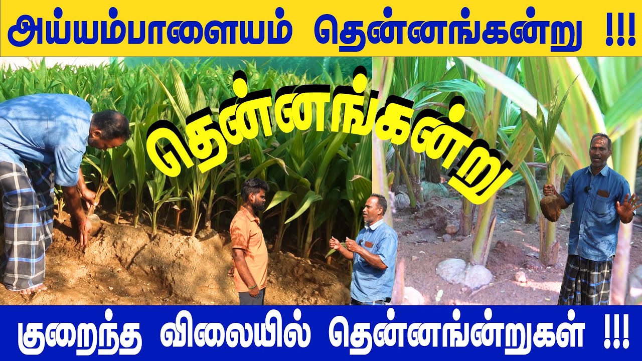 அய்யம்பாளையம் தென்னங்கன்று பற்றிய தகவல்கள் மற்றும் வளர்ப்பு முறை | விற்பனைக்கு @vivasaya_nanbargal