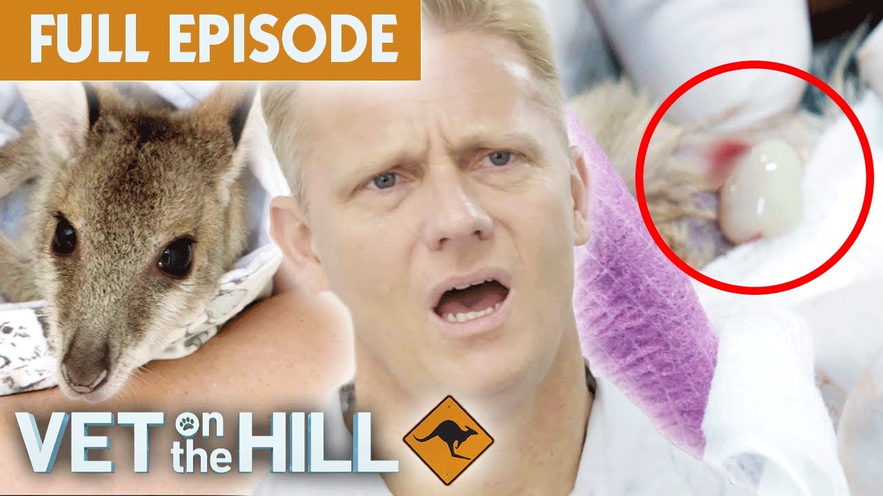 Cyst Drainage & Wild Wallabies Rescue | Vet On The Hill Down Under EP6 Full Episode | Bondi Vet