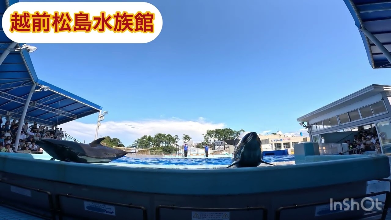 越前松島水族館「どきどき・わくわくイルカショー」13:30の回