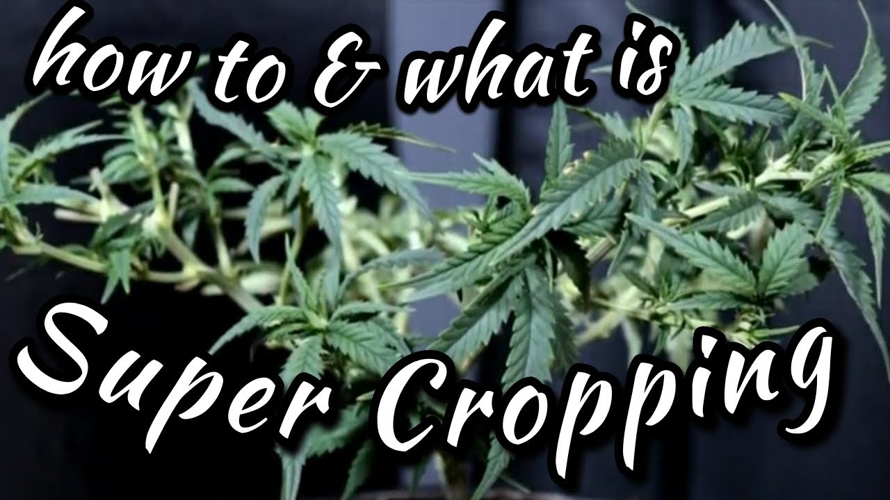 Trainning Cannabis for BIGGER yields !! Super Cropping, Lollipoping & Low Stress Training ‼️