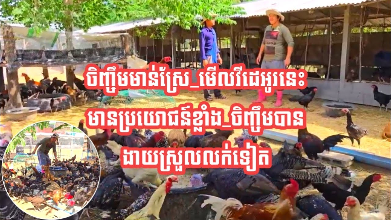 ចិញ្ចឹមមាន់ស្រែ_មើលវីដេអូរនេះមានប្រយោជន៍ខ្លាំង_ចិញ្ចឹមបានងាយស្រួលលក់ទៀត