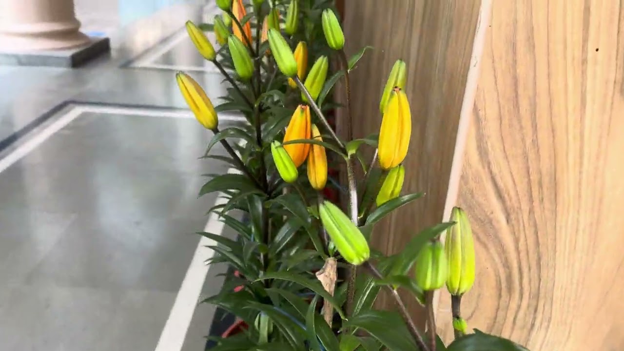 My garden at SJA