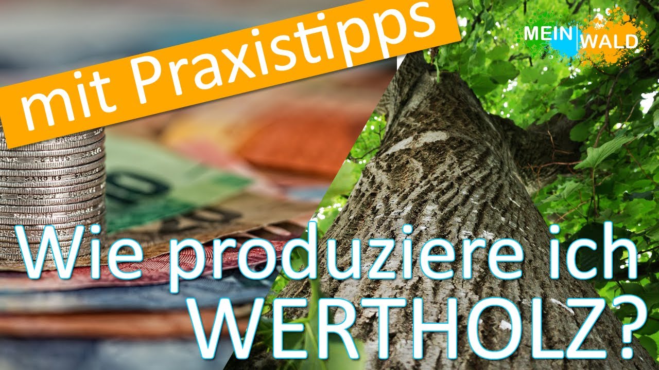 Wie erkenne, f&ouml;rdere und verkaufe ich Wertholz? 🌲 🌳 Wir zeigen es euch