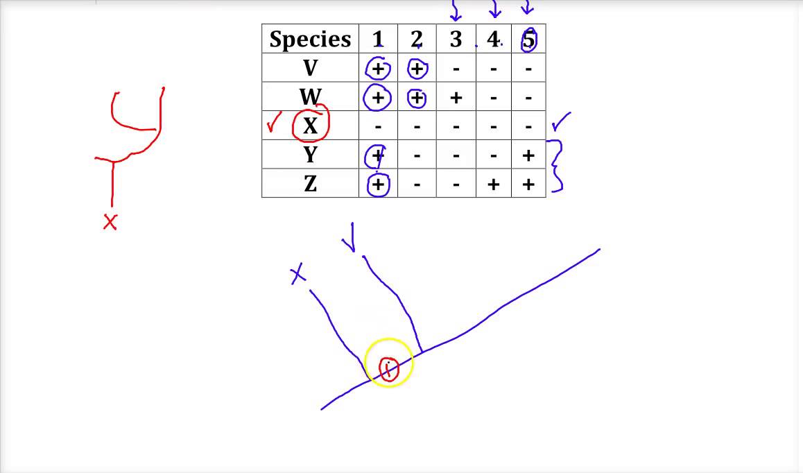 Cladogram Practice Problem