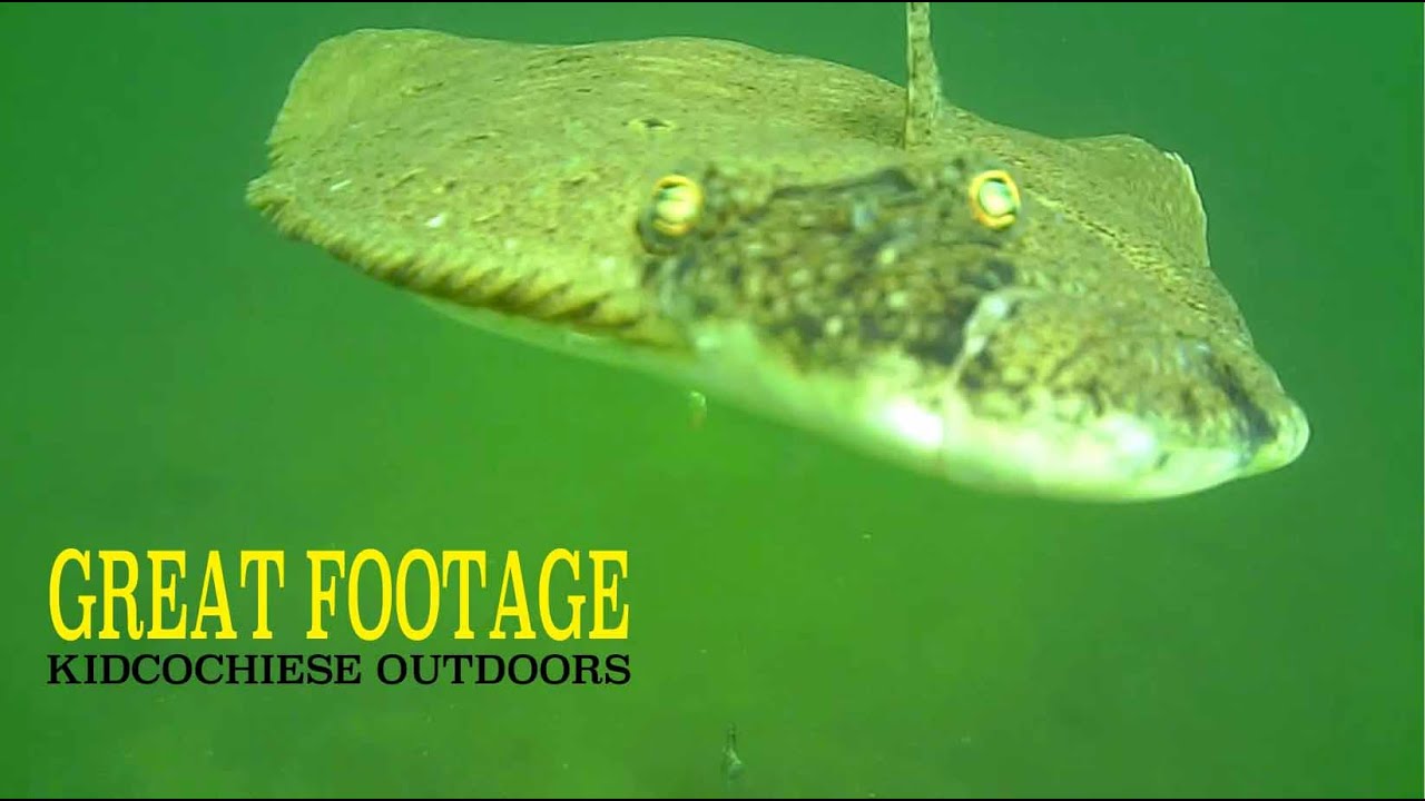 HOW FLOUNDER/FLUKE REACT TO BAIT AWESOME UNDERWATER FOOTAGE