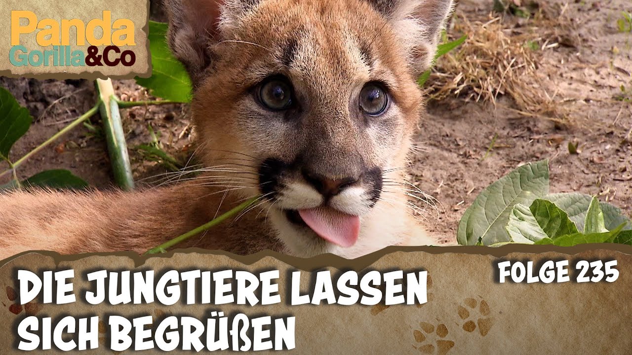 Kindersegen (kann ganz schön herausfordernd sein) | Panda, Gorilla & Co.