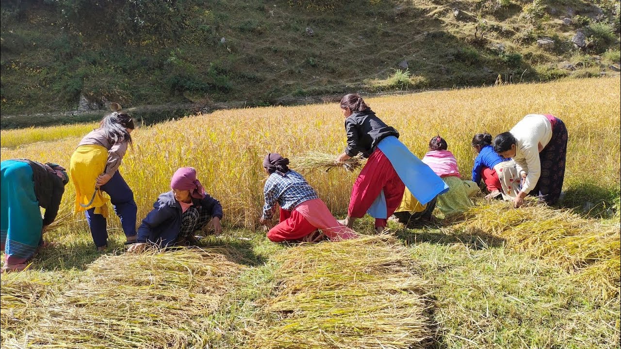 Nepali Mountain Village Life | Rural Village Life | Nepal🇳🇵| Rice Farming | Real Nepali Life |