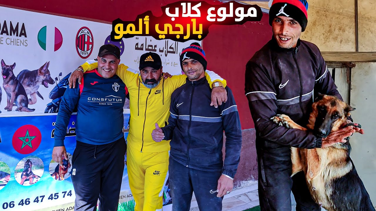 أحد مواليع Berger Allemand ( العظمة )