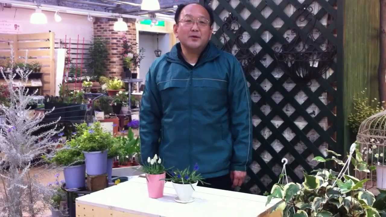 ムスカリの育て方・日常管理 葉丈を短く育てる方法