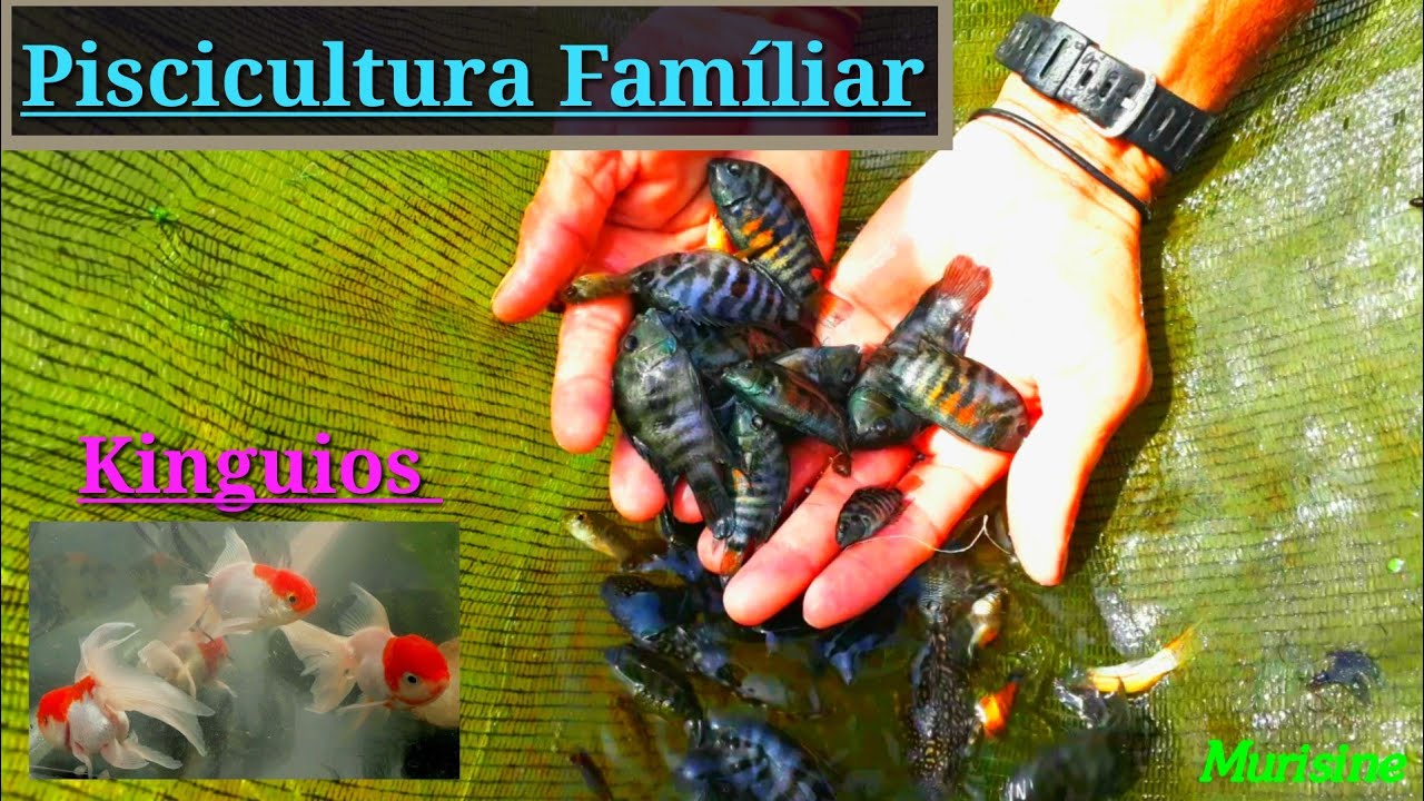 Piscicultura famíliar