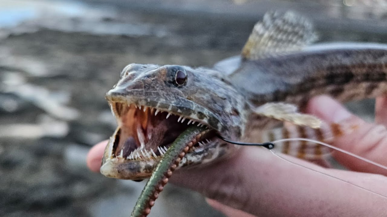 Multi-Species Fishing Challenge in the Canary Islands | LRF in Fuerteventura