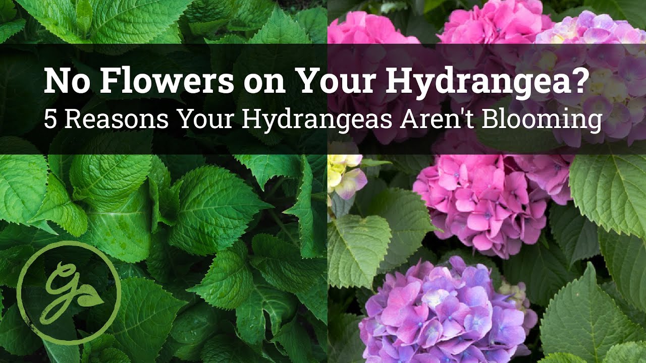No Flowers on Your Hydrangea? / 5 Reasons Your Hydrangeas Aren't Blooming